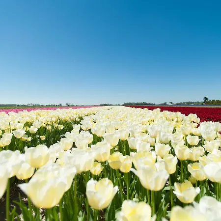 Calm In North Holland بيت للعطل *