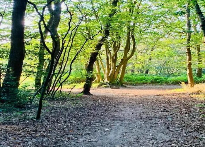 Near Forest & 卑尔根